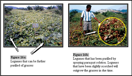 Establishment Weeding Operations In Immature Oil Palms Applied Agricultural Resources